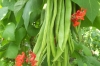 Runner Beans ~ Firestorm (Late May) Runner Beans ~ Firestorm (Late May)
